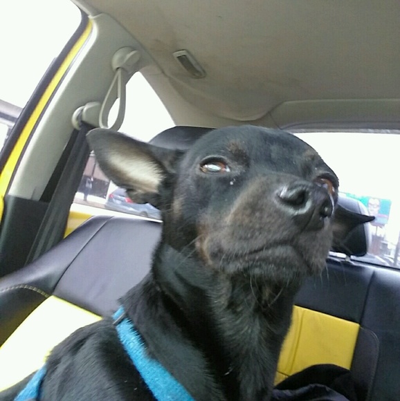 Meet your Posher, Danielle - Picture 1 of 1